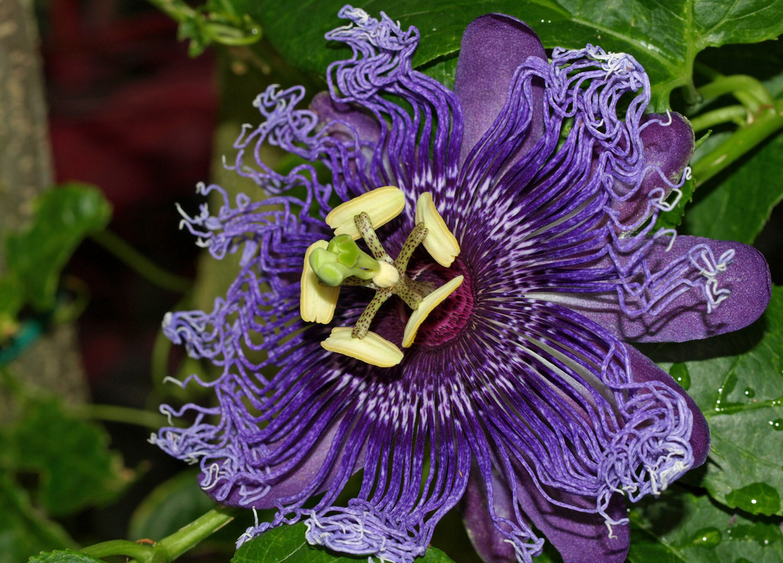 American Passion Flower seed